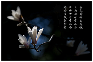唯允暗香徐徐来