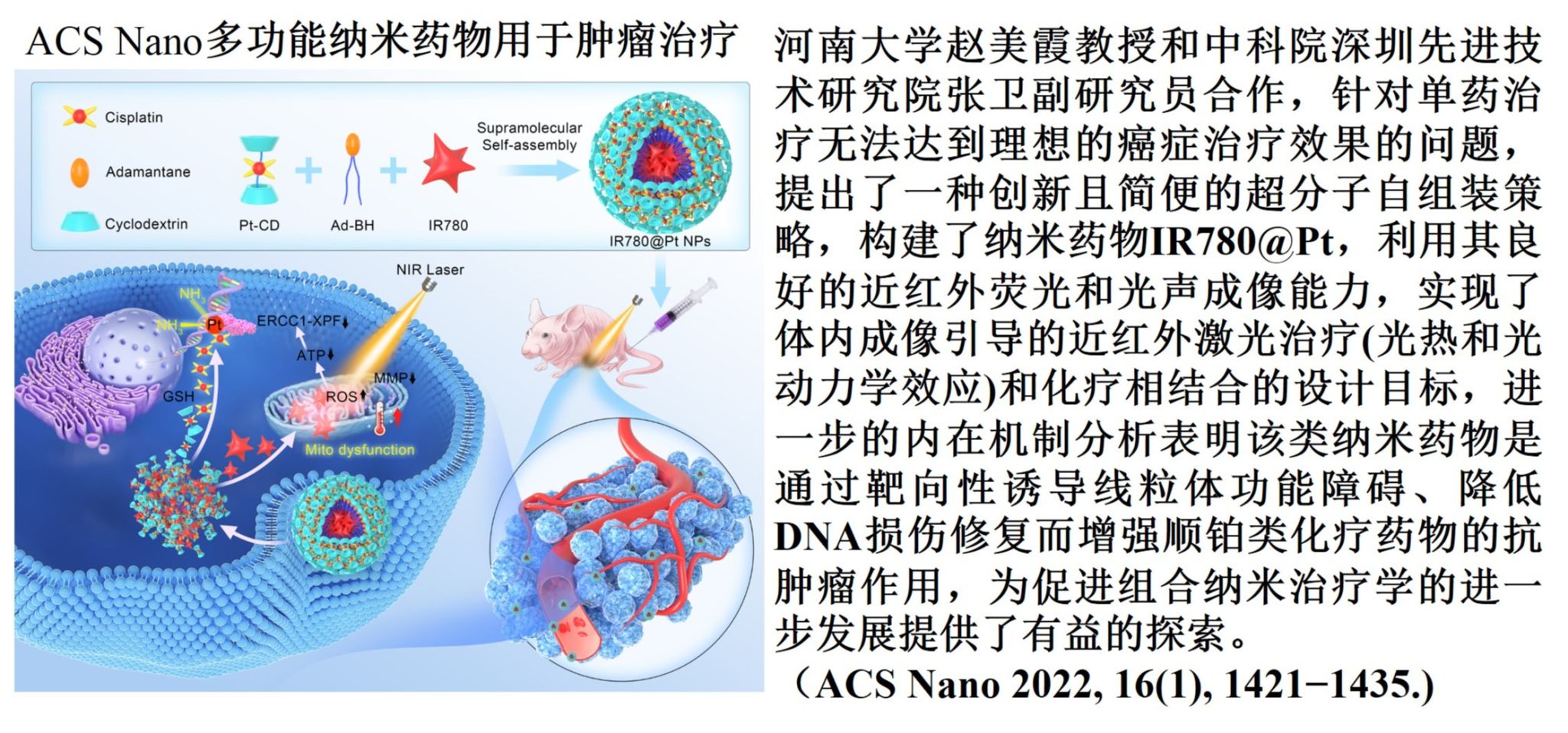 赵美霞教授在多功能纳米药物用于肿瘤治疗方面取得新研究进展