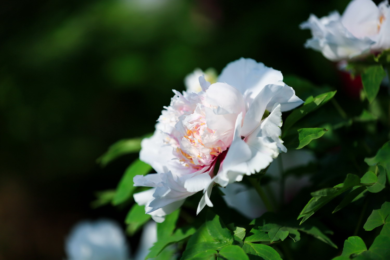 花开时节动校园（摄影：张兴华）