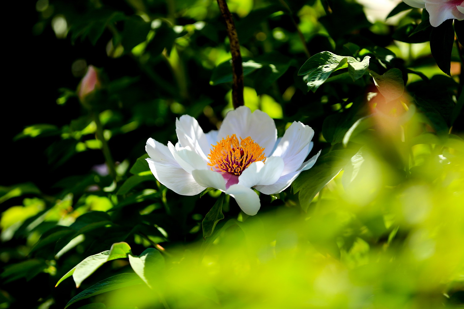 花开时节动校园（摄影：张兴华）