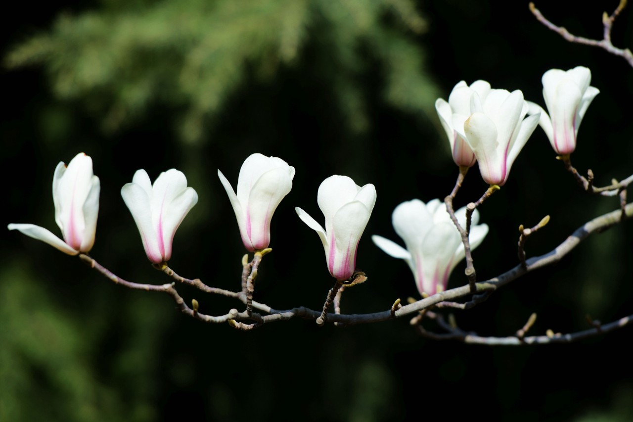 山科校园春光美（摄影：俞方平）