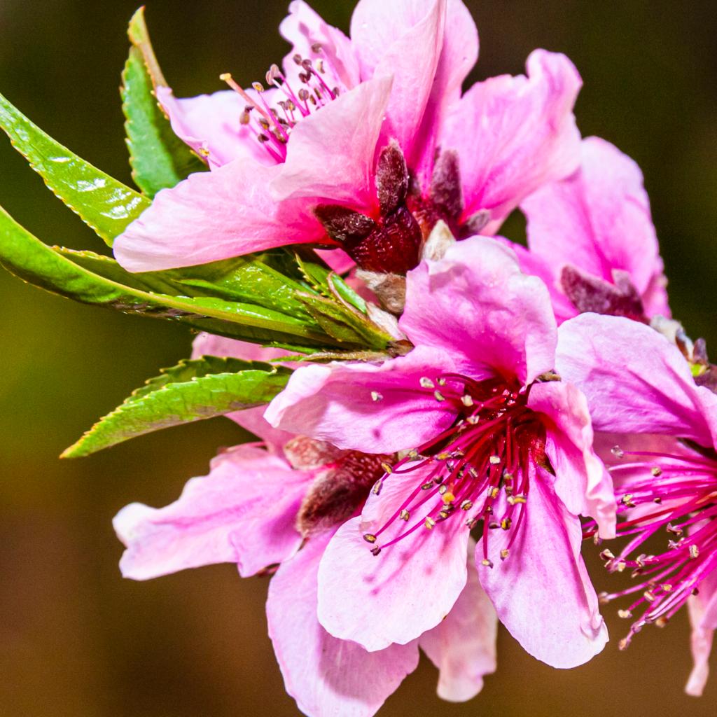 百花盛开 粉面桃花（摄影：孙农亮）