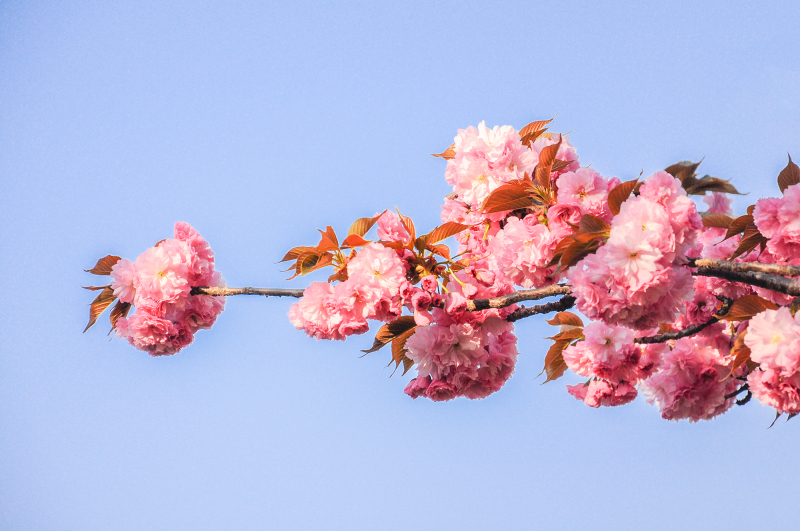 绕花岂惜日千回（摄影：沈丹琪）