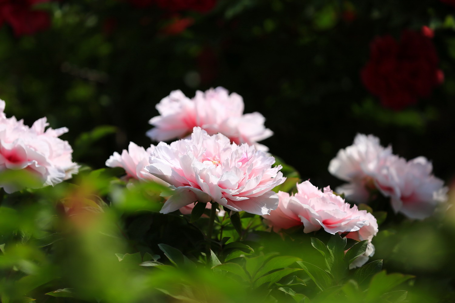 花开时节动校园（摄影：张兴华）