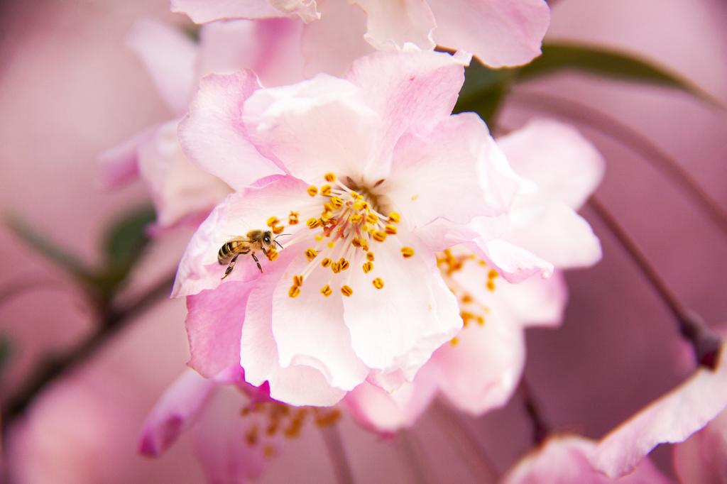 百花盛开 似锦海棠（摄影：孙农亮）