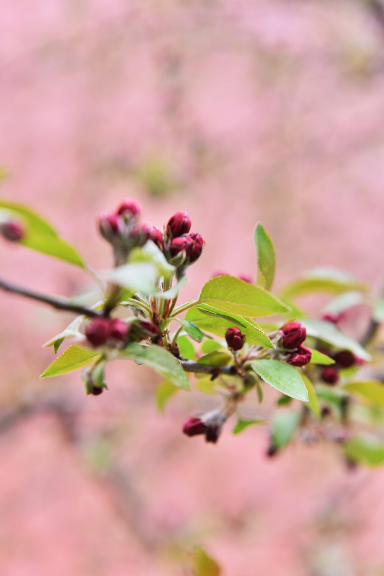 春满校园竞芳菲（摄影：张瑜）