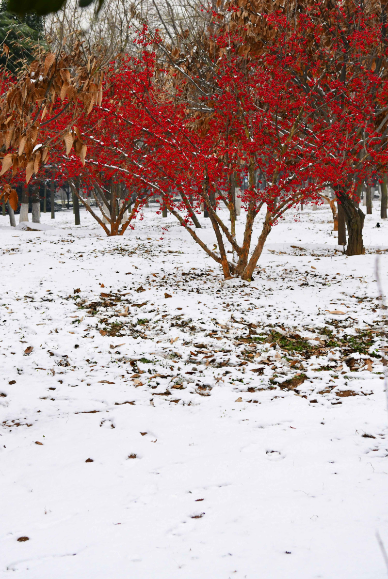 雪韵诗情（摄影：季俊立）