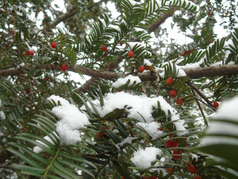 雪里藏春数点红（摄影：王卓鹏）