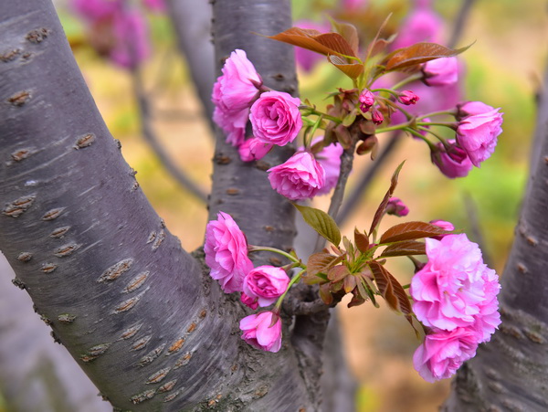 春暖花开（摄影：季俊立）