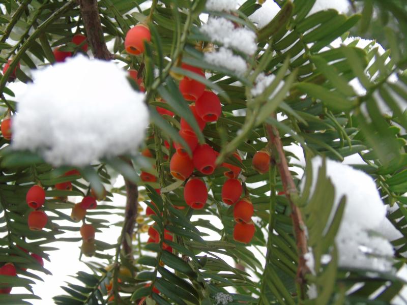 雪里藏春数点红（摄影：王卓鹏）