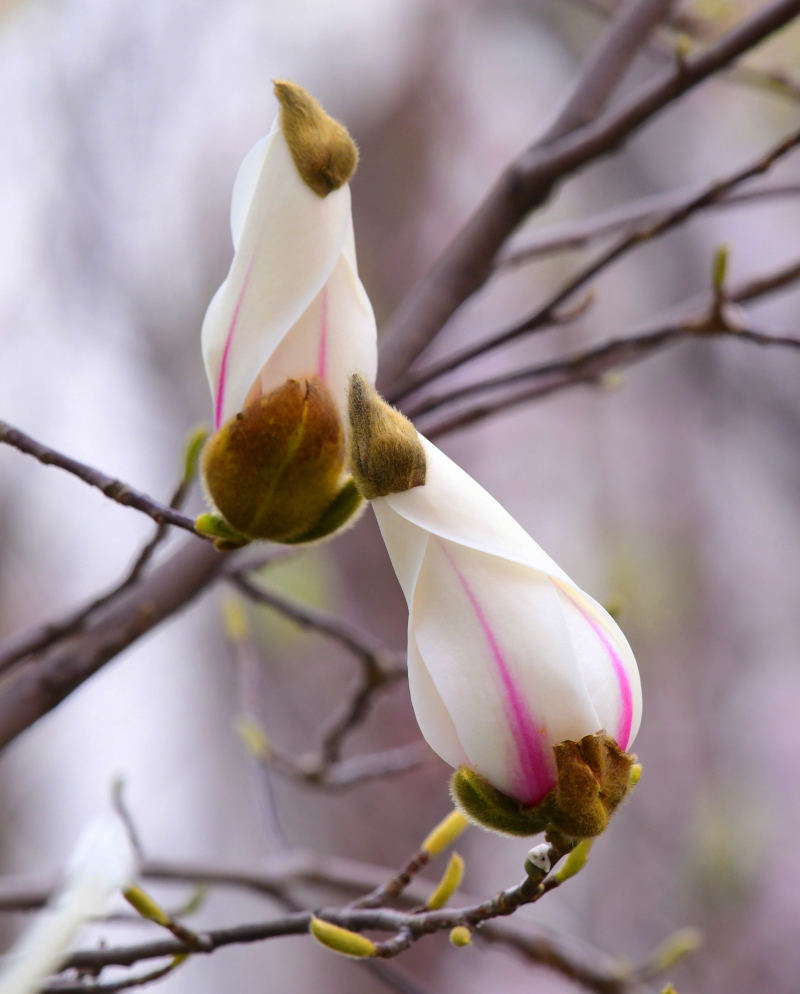 玉兰花开春天来（摄影：季俊立）