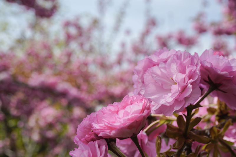 绕花岂惜日千回（摄影：范逸潇）