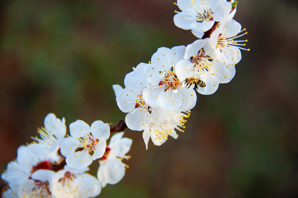 百花盛开 洁白杏花（摄影：孙农亮）