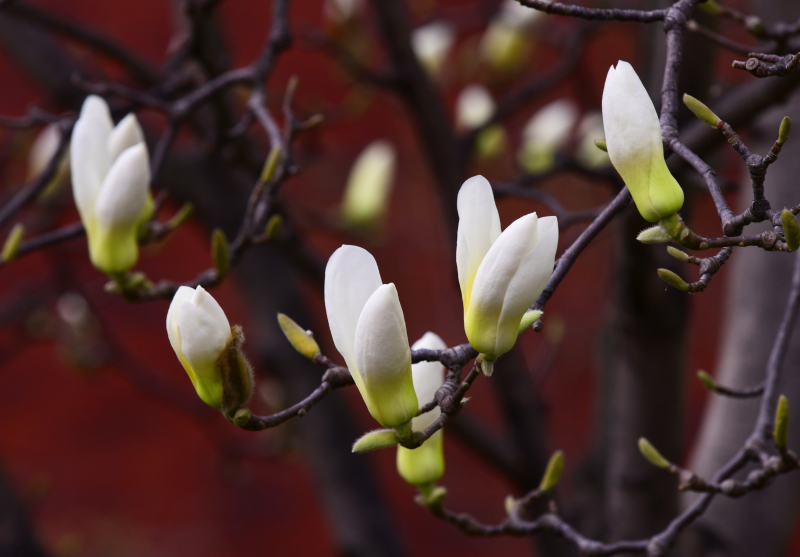 玉兰花开春天来（摄影：季俊立）