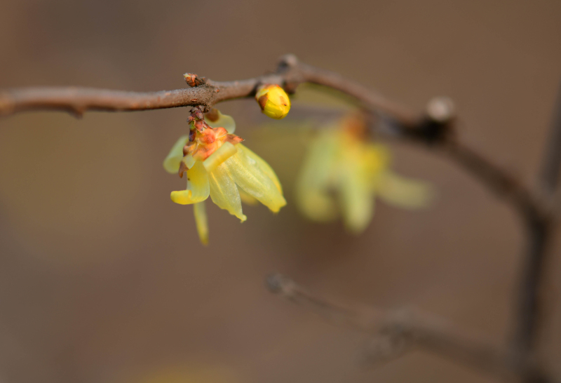 最是一年春好处（摄影：季俊立）