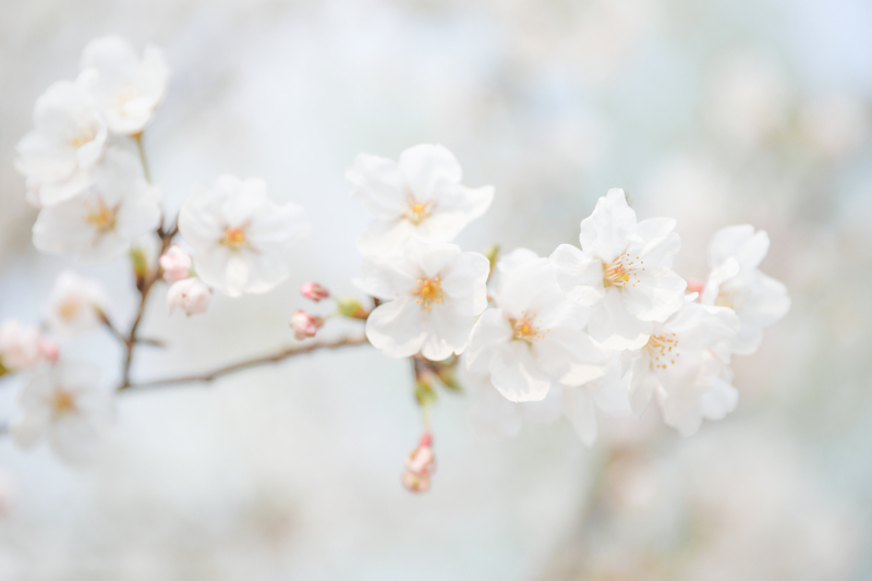 绕花岂惜日千回（摄影：陈兆广）