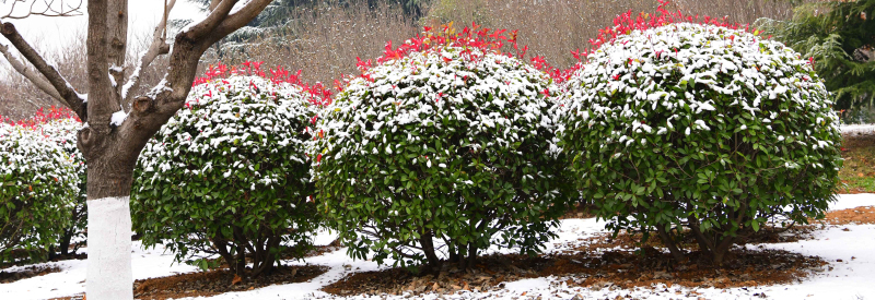 雪韵诗情（摄影：季俊立）