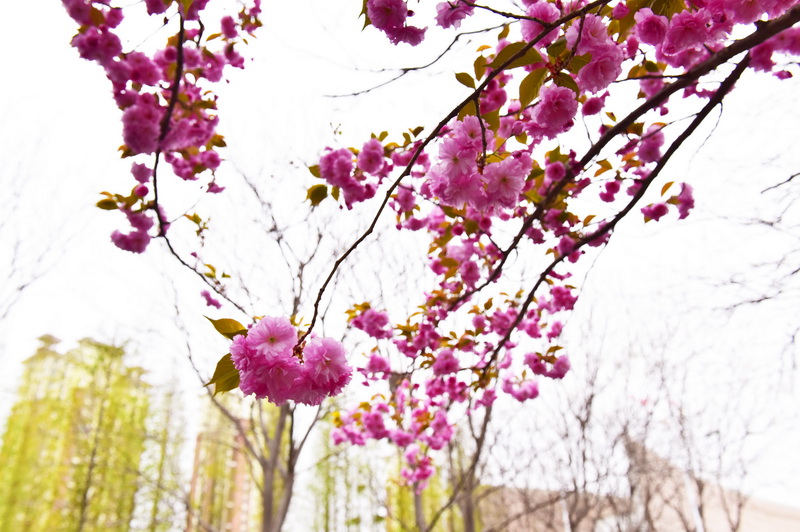 春暖花开（摄影：季俊立）