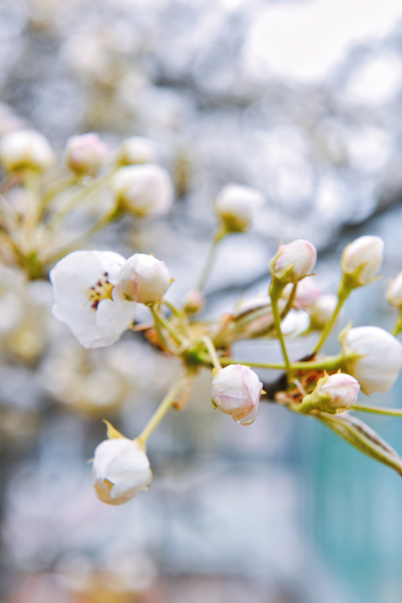 春满校园竞芳菲（摄影：张瑜）