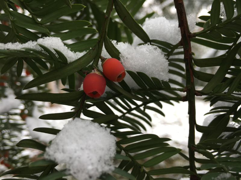 雪里藏春数点红（摄影：王卓鹏）