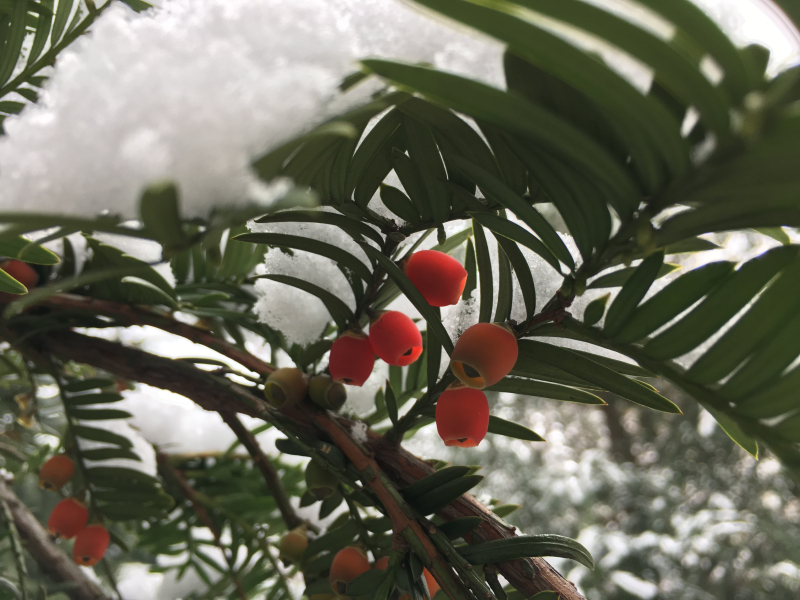 雪里藏春数点红（摄影：王卓鹏）