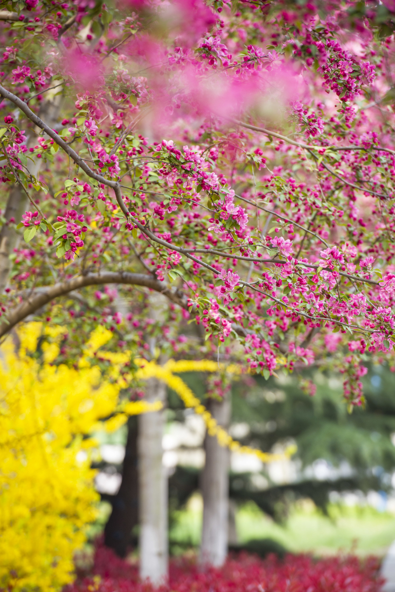 春和景明（摄影：李守春）