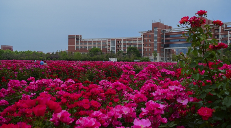 一起去看“花海”（摄影：朱永茂）