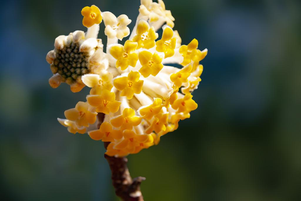 百花盛开 橘色结香（摄影：孙农亮）