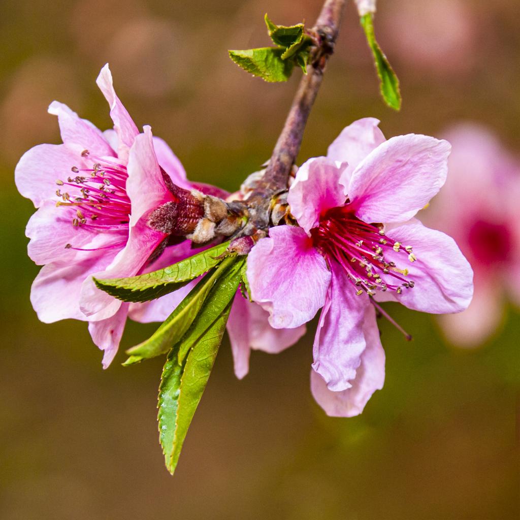 百花盛开 粉面桃花（摄影：孙农亮）