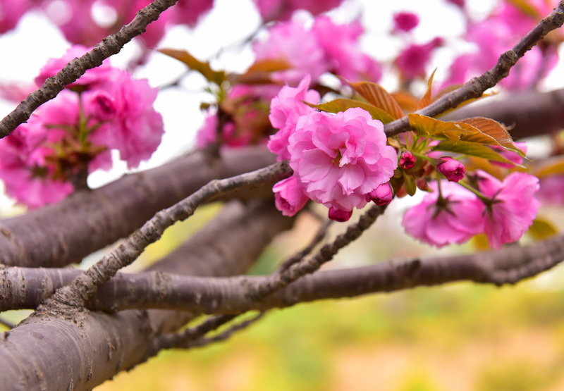 春暖花开（摄影：季俊立）