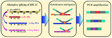 Graphical abstract: Highly sensitive and multiplexed quantification of mRNA splice variants by the direct ligation of DNA probes at the exon junction and universal PCR amplification