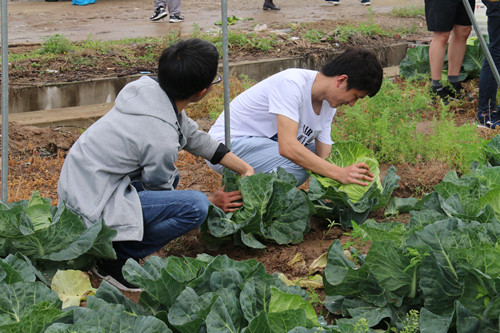 图3：同学们参观蔬菜种植棚，采摘卷心大包菜_副本.jpg