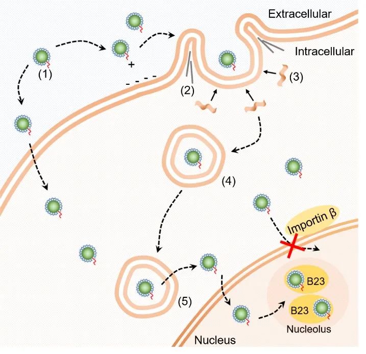 阮刚博士团队发现新型纳米递送载体能用非经典入核机制进入细胞核