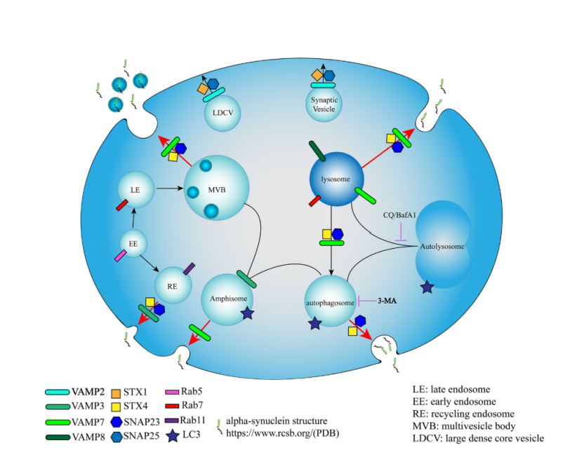 张曦课题组发现α-突触核蛋白分泌的囊泡机制