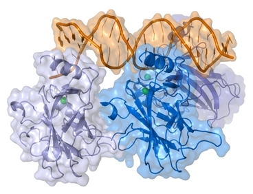 基因工程DNA“弹头” 精准打击常见癌症突变