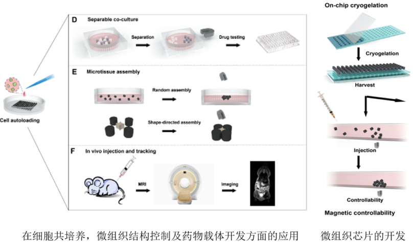 Tissue Engineering