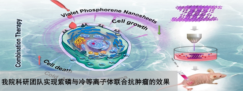 我院科研团队实现紫磷与冷等离子体联合抗肿瘤的效果