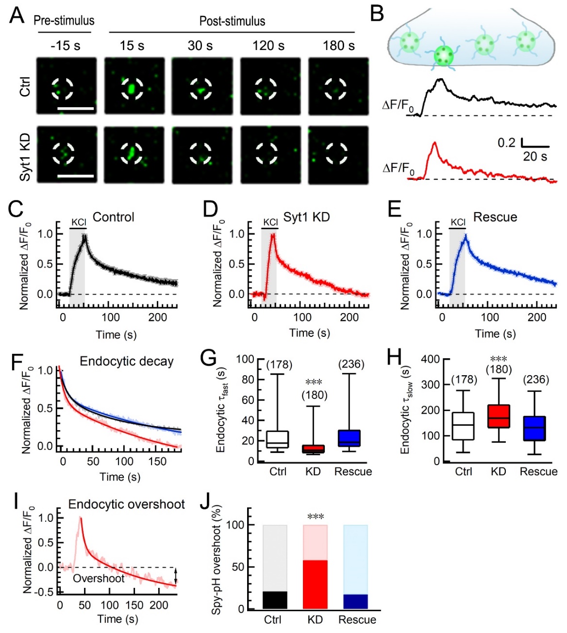 说明: C:\ms\Ca-Endo\PNAS\Fig1 physin-pH-210420.jpg