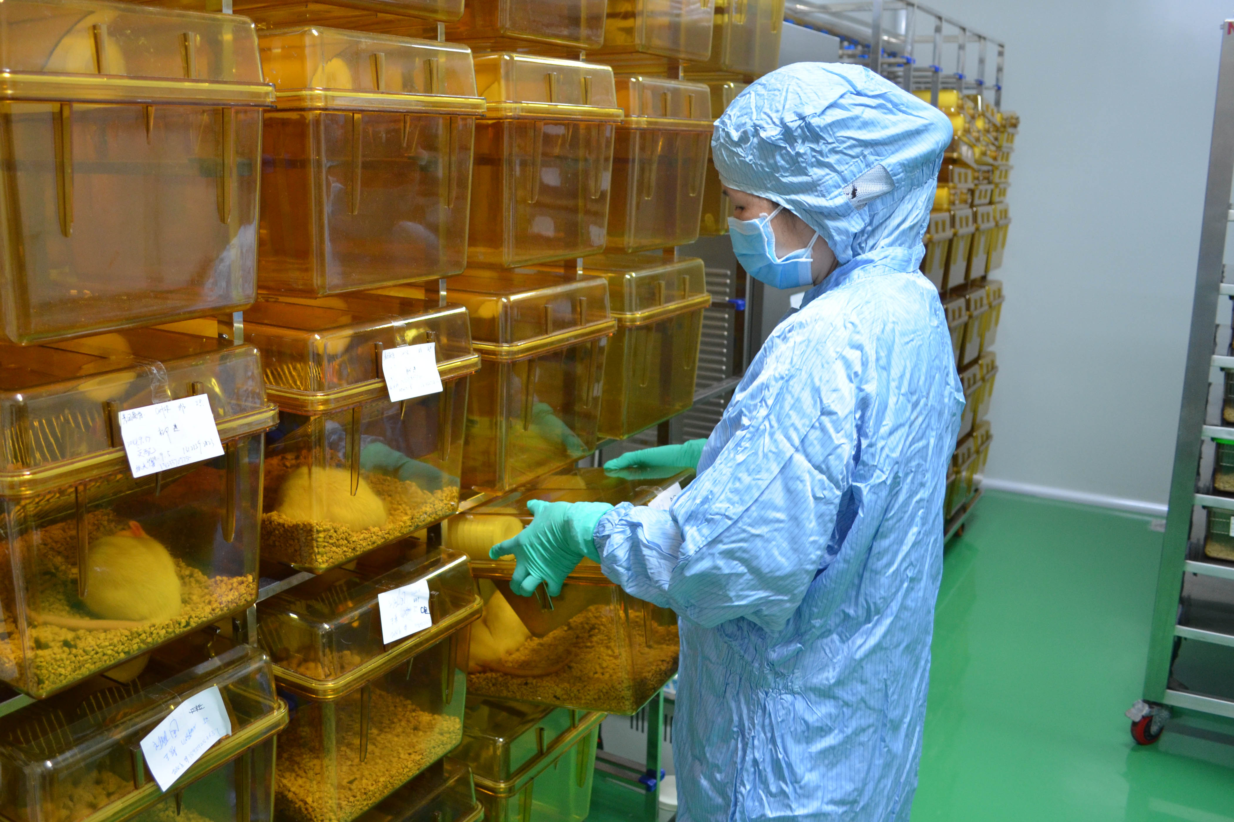 小鼠精子冷冻保种协议