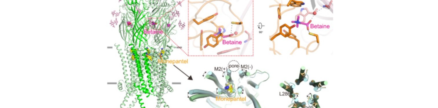 EMBO Journal | 陈庆锋实验室揭示杀线虫药物monepantel和betaine作用于线虫ACR-23通道的分子机制